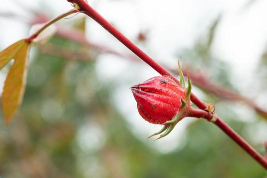 Health Benefits of Australian Rosella (Hibiscus sabdariffa)