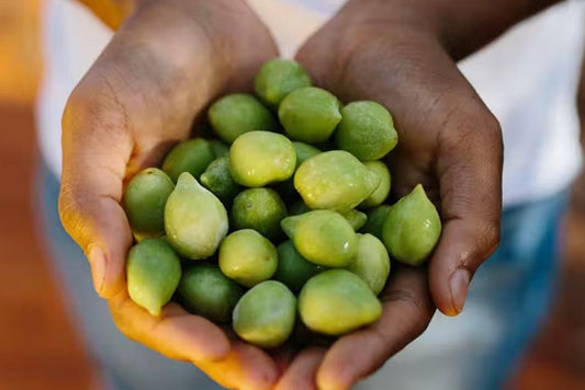 Health Benefits of Kakadu Plum (Terminalia ferdinandiana)