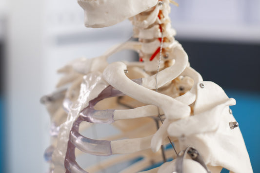 Core Bone-Building Nutrients and Synergistic Support