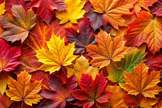 Fighting The Autumn Blues:How We Learned to Love the Cold