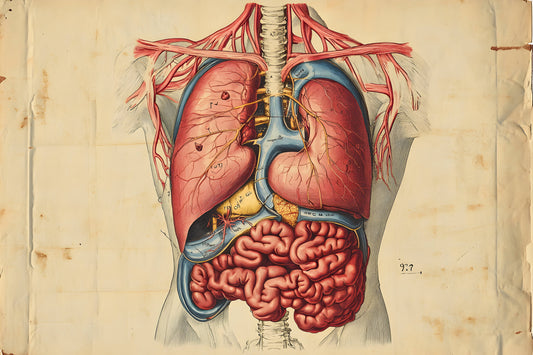 What Are the Seven Organs Afraid Of?